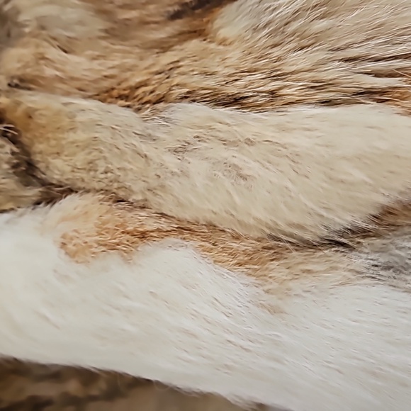 Vintage Genuine Red Fox Fur Coat Sectioned w/ White Fox Collar (70s-80s) Size XS - Picture 7 of 15